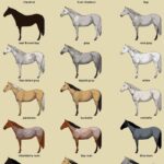 بكج الخيل