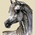 خيل العربي الابيض