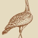 حبارى
