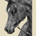 خيل عربي اسود
