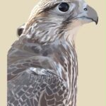 ستيكر الطير