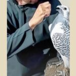 الواجه الامامية